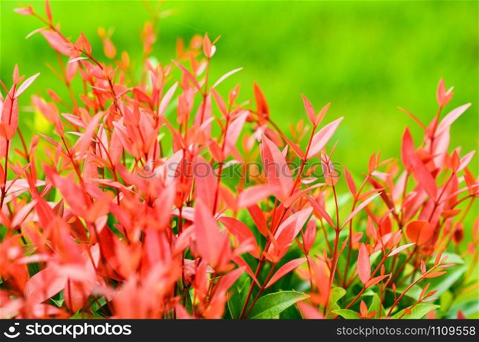 Beautiful red leaf of Syzygium australe plant or Christina tree in the spring garden nature background bright day