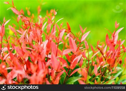 Beautiful red leaf of Syzygium australe plant or Christina tree in the spring garden nature background bright day