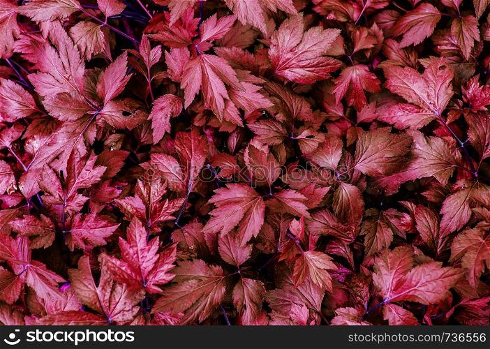 Beautiful red leaves texture of Mugwort plant or Artemisia vulgare, fresh variegated leaves - Nature wallpaper background for design work