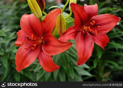 Beautiful Red Lily flowers with buds, close up