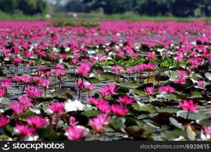beautiful red lotus flower in the pond
