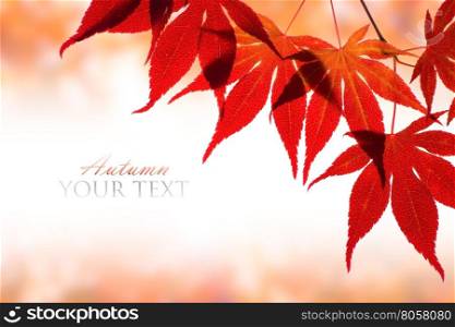 Beautiful red maple border over white with space for text