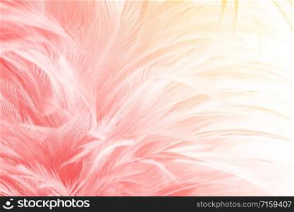 Beautiful red-pink colors tone feather with orange light texture background,trends color