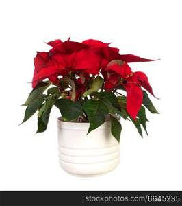Beautiful red plant for decorating in Christmas