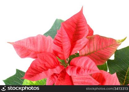 Beautiful red poinsettia isolated on white. That red plant - symbol of Christmas.