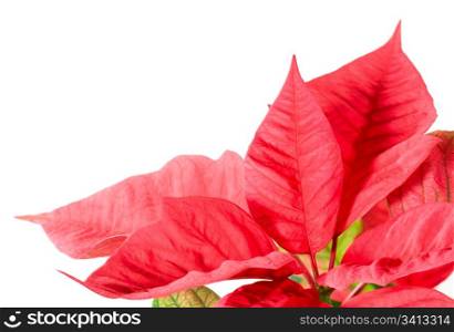 Beautiful red poinsettia isolated on white. That red plant - symbol of Christmas.
