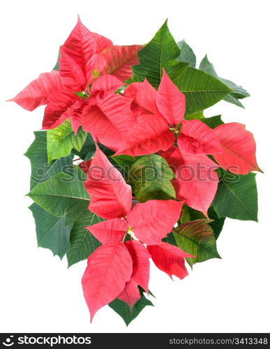 Beautiful red poinsettia isolated on white. That red plant - symbol of Christmas.