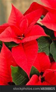 Beautiful red poinsettia on wooden background.
