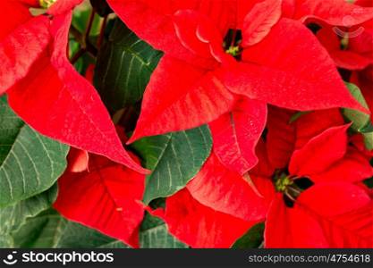 Beautiful red poinsettia on wooden background.