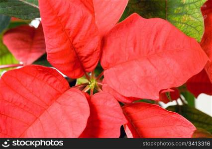 Beautiful red poinsettia. That red plant - symbol of Christmas.