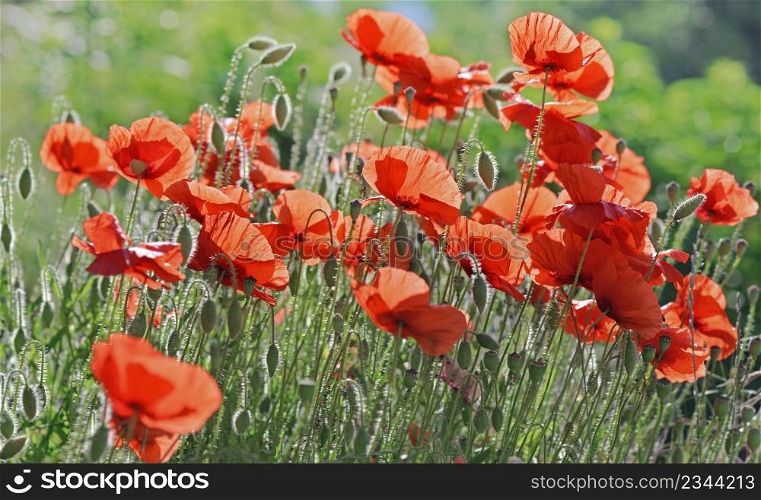 beautiful red poppies flowers blooming in a meadow. beautiful red poppies flowers blooming in a meadow