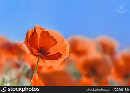 beautiful red poppies flowers blooming in a meadow  under blue sky