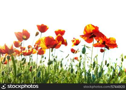 Beautiful red poppies isolated on white background