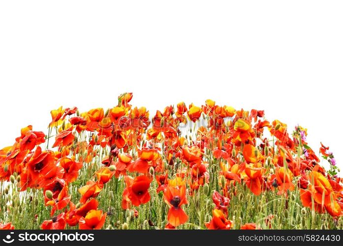 Beautiful red poppies isolated on white background