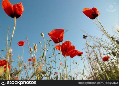 Beautiful red poppies on the blue sky background