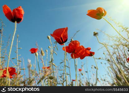 Beautiful red poppies on the blue sunny sky background