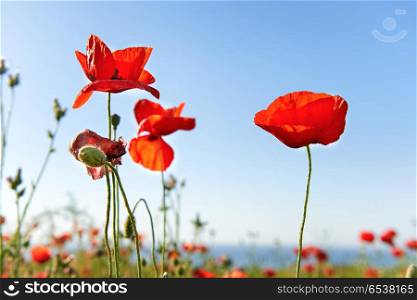 Beautiful red poppies on the green field. Beautiful red poppies on blue sky