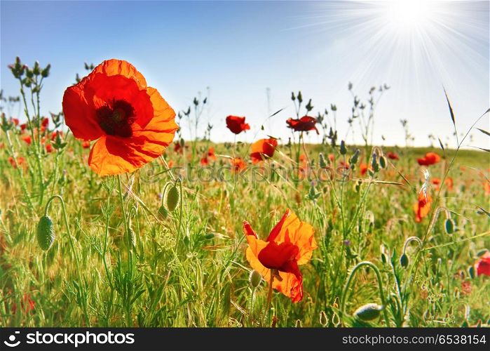 Beautiful red poppies on the green field. Red flowers poppies on the green field with shining sun