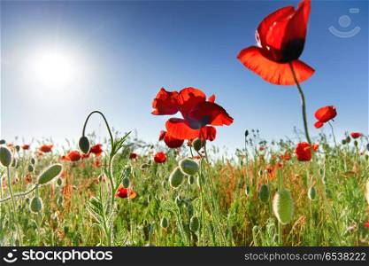 Beautiful red poppies on the green field. Red flowers poppies on the green field with shining sun