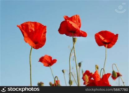 Beautiful red poppies with blue sky background