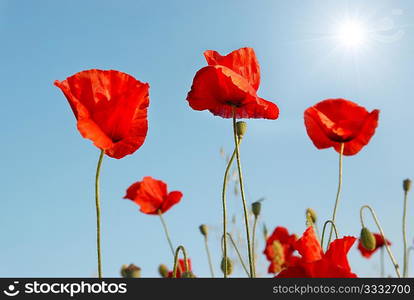 Beautiful red poppies with sun and blue sky background