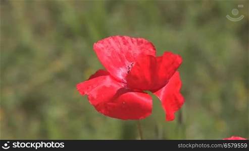 beautiful red poppy