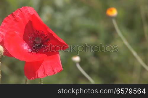 beautiful red poppy