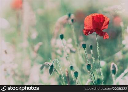 Beautiful red poppy flower close-up with control light of the golden hour sunset shining through petals in a wild poppies field on hot summer evening twilight. Nature landscape photo with copy space.. Beautiful field poppies in a sunset light.