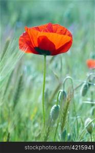 Beautiful red poppy on the field with green grass