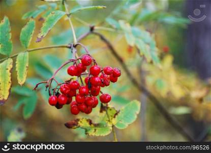 Beautiful red ripe rowan berries on a twig with a background of fall season colors