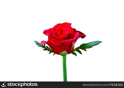 Beautiful red rose