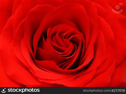 Beautiful red rose background