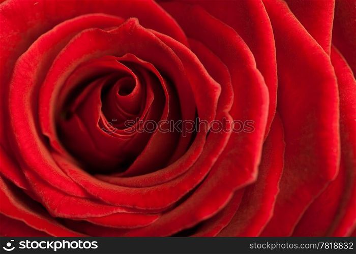 beautiful red rose background