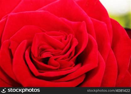beautiful red rose background nature