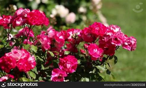 Beautiful red rose bush