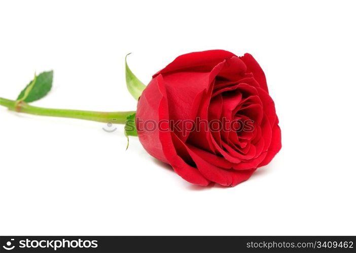 Beautiful red rose close-up