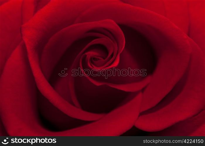 beautiful red rose close up