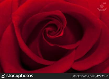 beautiful red rose close up