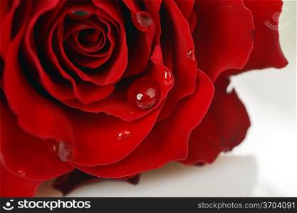 Beautiful red rose close up on white background