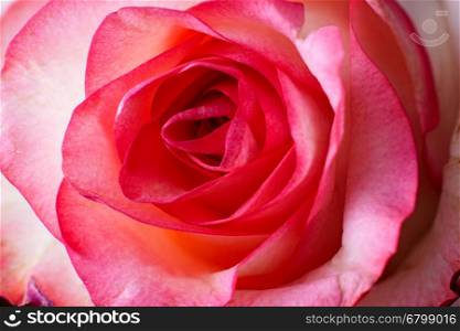 beautiful red rose close-up photo