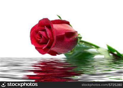 beautiful red rose covered by drops is reflected in a wavy water surface