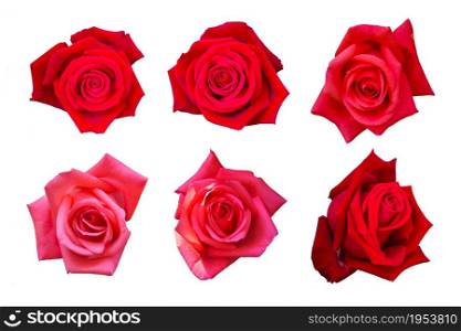 Beautiful Red Rose Flower Isolated On White Background, Flower For Lover And Wedding