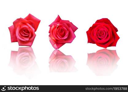 Beautiful Red Rose Flower On White Background, Flower For Lover And Wedding