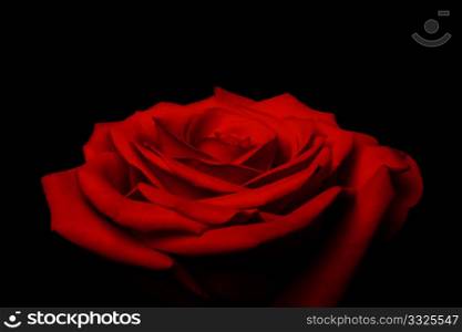 Beautiful red rose flower with layered petals resembling love and great gift for Valentine&rsquo;s day, isolated.