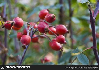 beautiful red rose hips on a bush