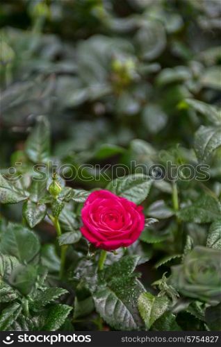 Beautiful red rose in a garden. Beautiful red rose