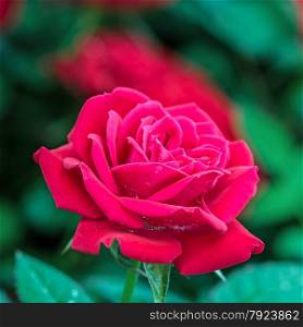 Beautiful red rose, in field plantation production