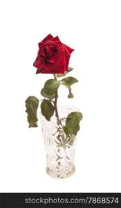 Beautiful red rose in glass vase isolated on white