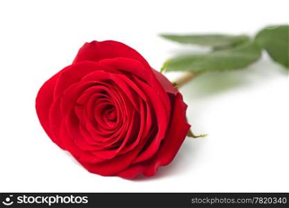 beautiful red rose isolated