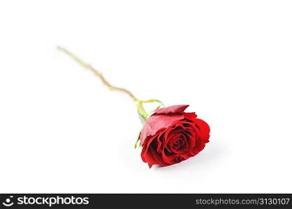 beautiful red rose isolated close up